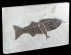 Mioplosus With Knightia Fossil Fish (Clearance Price) #47550-3